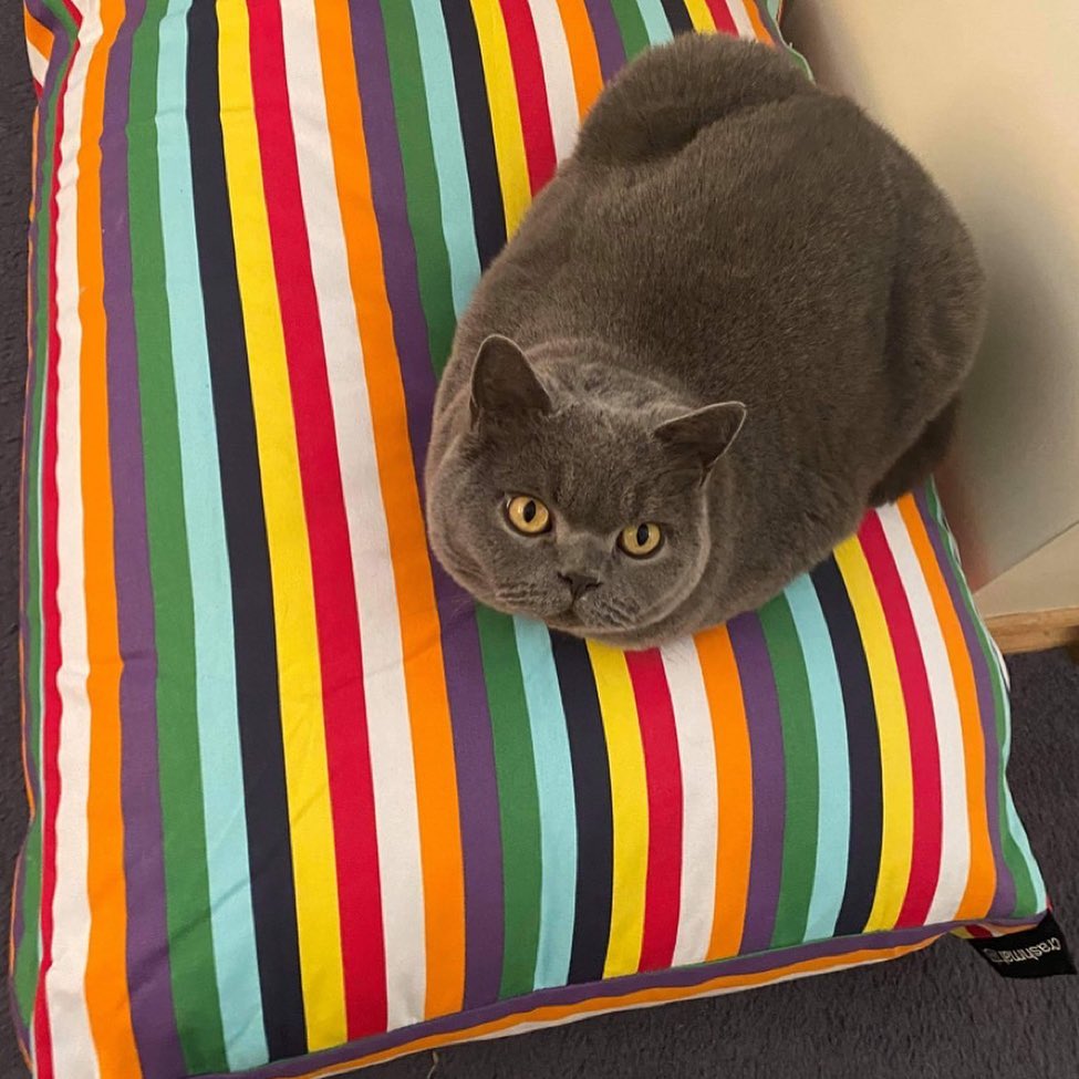 Beach Stripe - Pet Bed